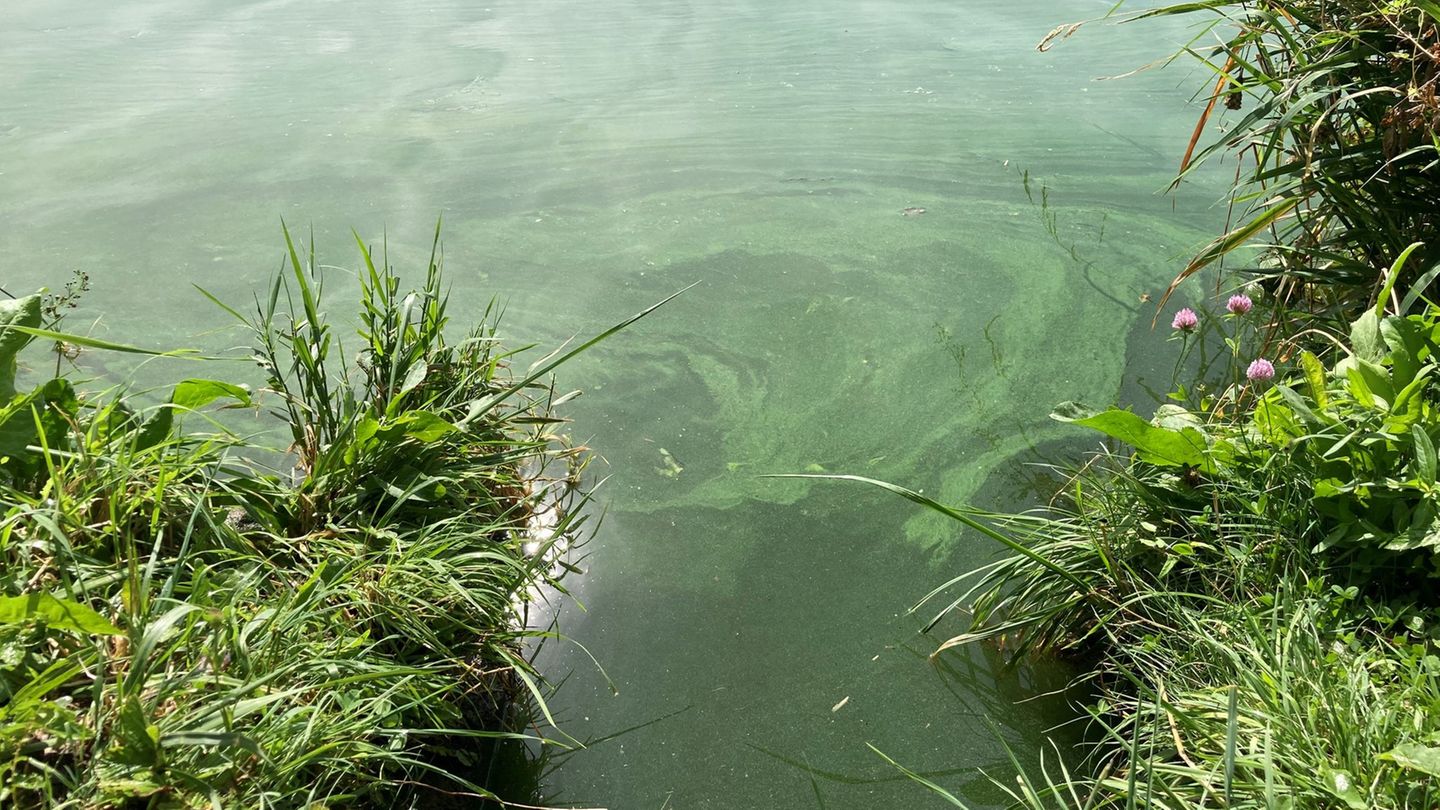 Gefahr: Blaualgen in Badeseen in Rheinland-Pfalz und im Saarland