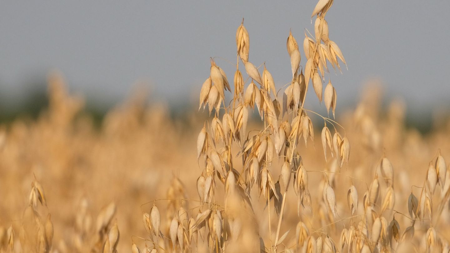 Lifestyleprodukt Hafer: Anbau von Hafer in Sachsen mehr als verdoppelt