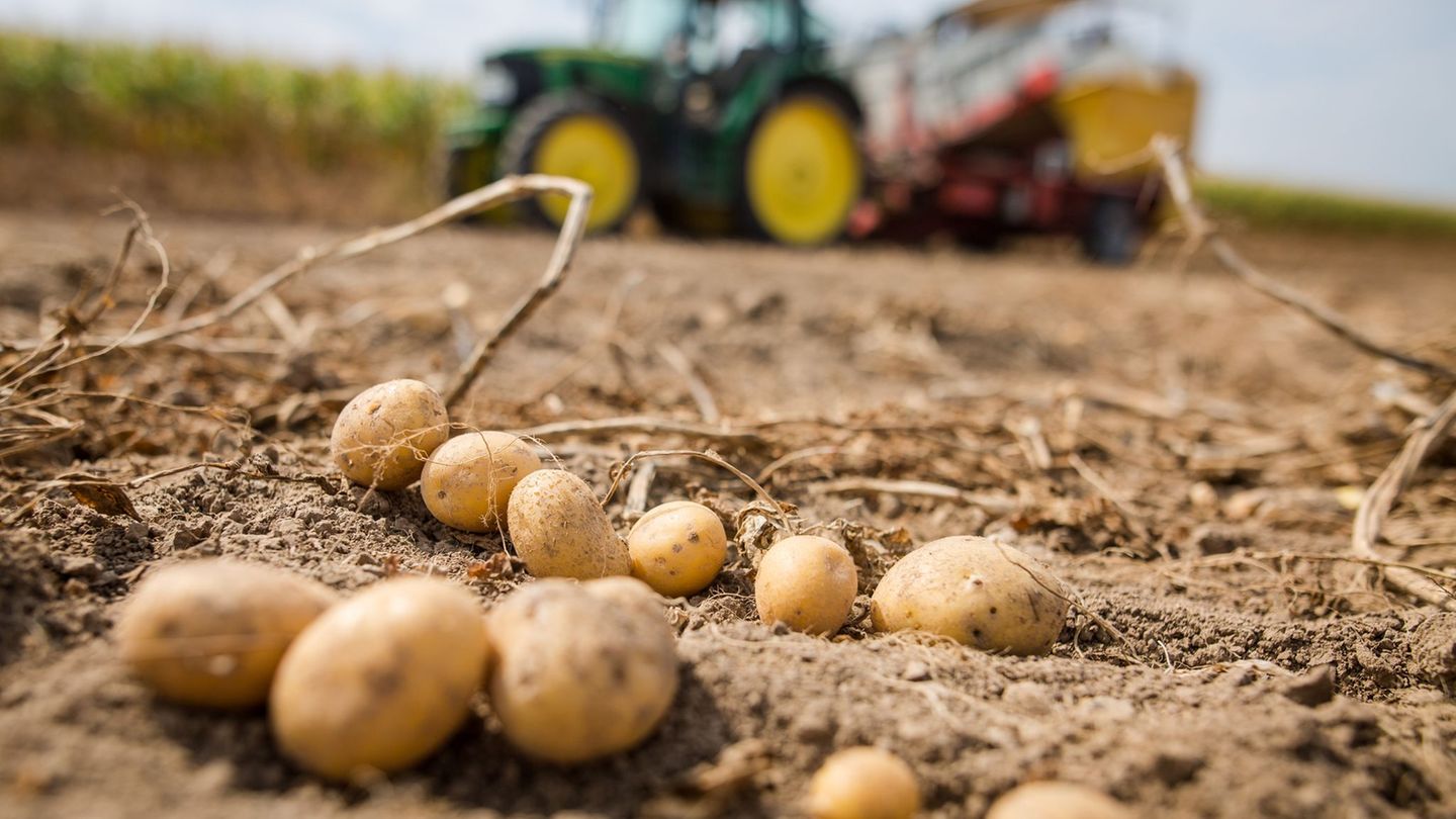 Tag der Kartoffel: Polen ist Hauptland für Kartoffelimporte nach Sachsen-Anhalt