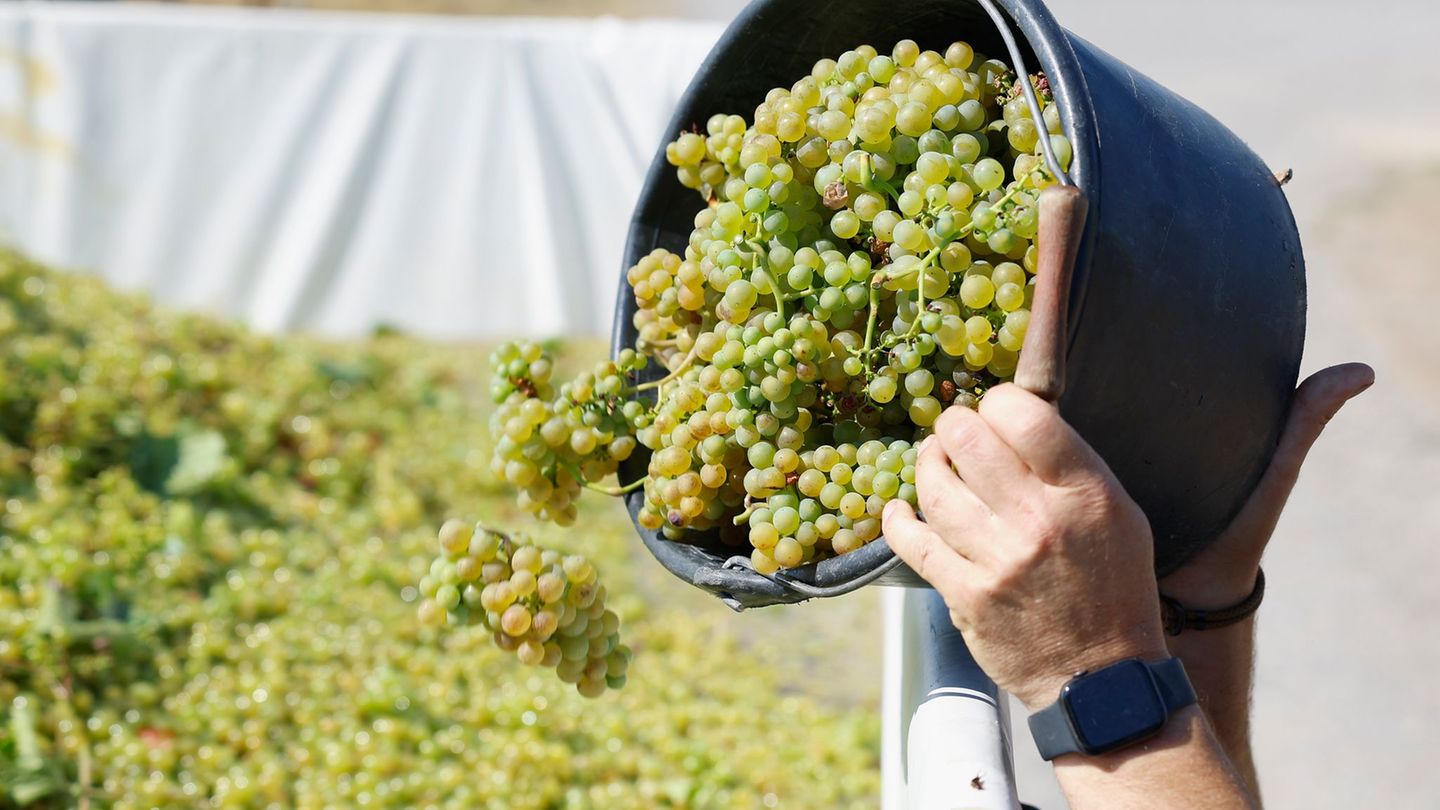 Weinlese: Süffig, süß, spritzig – die Federweißer-Saison startet