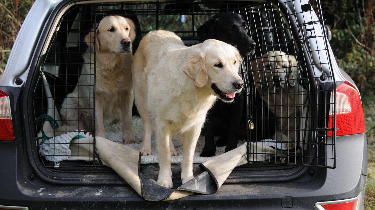 Sicherheit für Mensch und Tier: Mit dem Hund verreisen: Das müssen Fahrzeughalter beachten