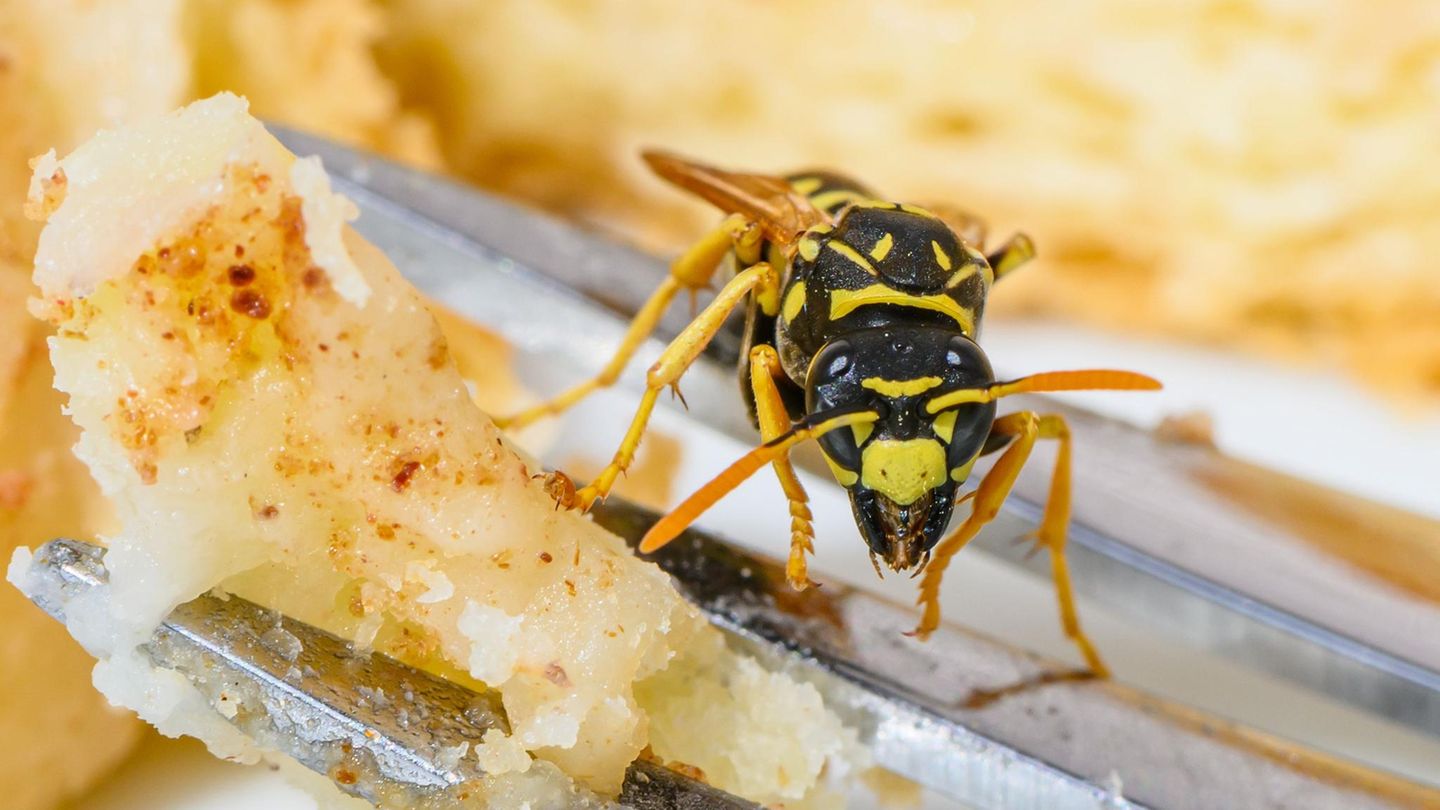 Insekten: Sind Wespen so aggressiv – oder ist der Mensch das Problem?