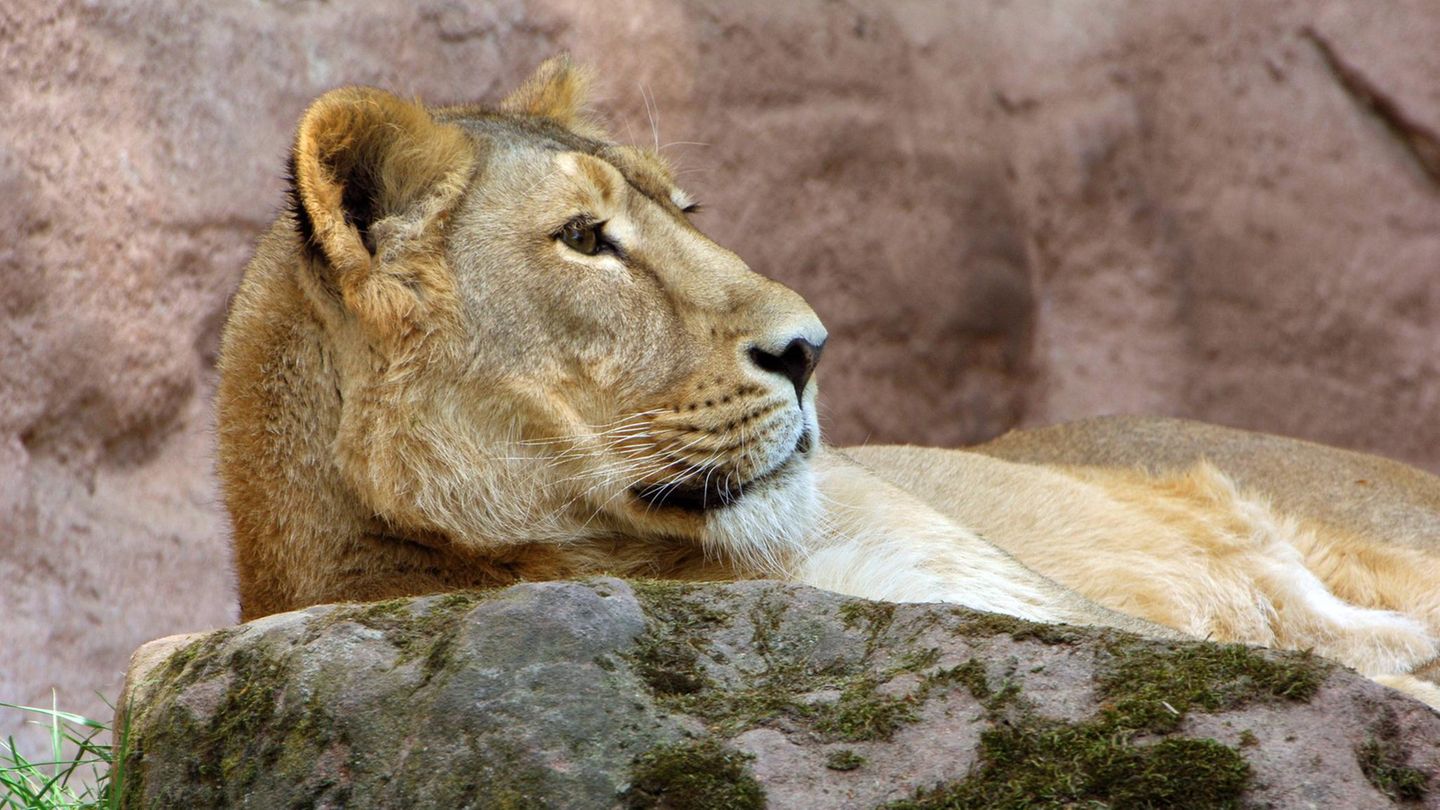 Tiergarten Nürnberg: Löwenmutter hat vermutlich ihr Baby aufgefressen