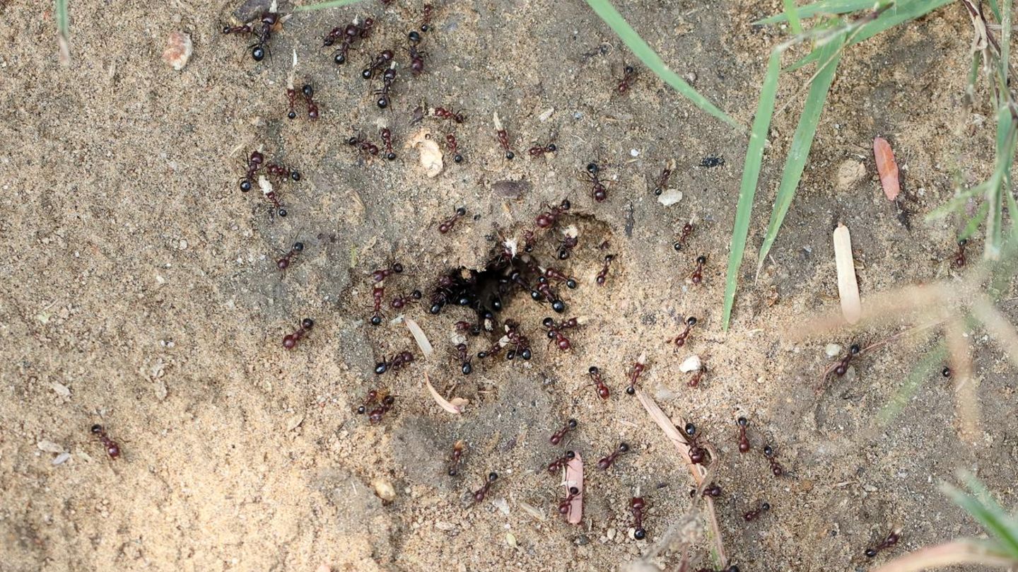 Gartensaison: Ameisen im Hochbeet? Darum ist schnelles Handeln gefragt