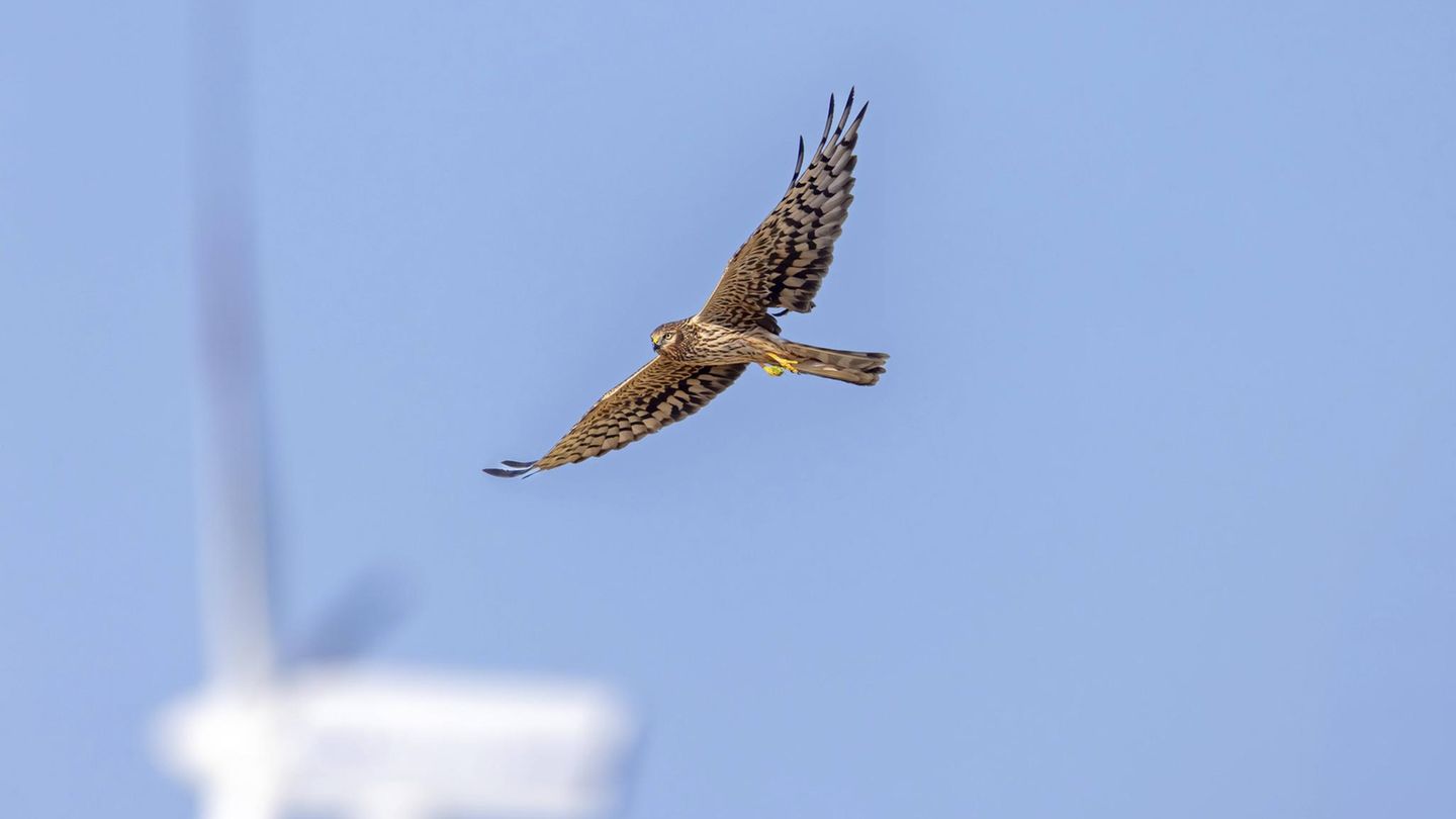Nähe zu Schutzgebieten: Windräder trotz Vogelschutz – Studie zeigt, wie es in der Realität läuft