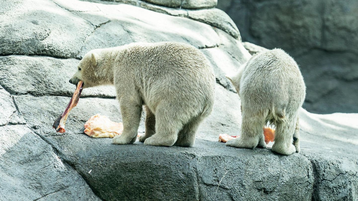Aalborg: Zoo in Dänemark bittet um Haustierspenden – um sie an Raubtiere zu verfüttern