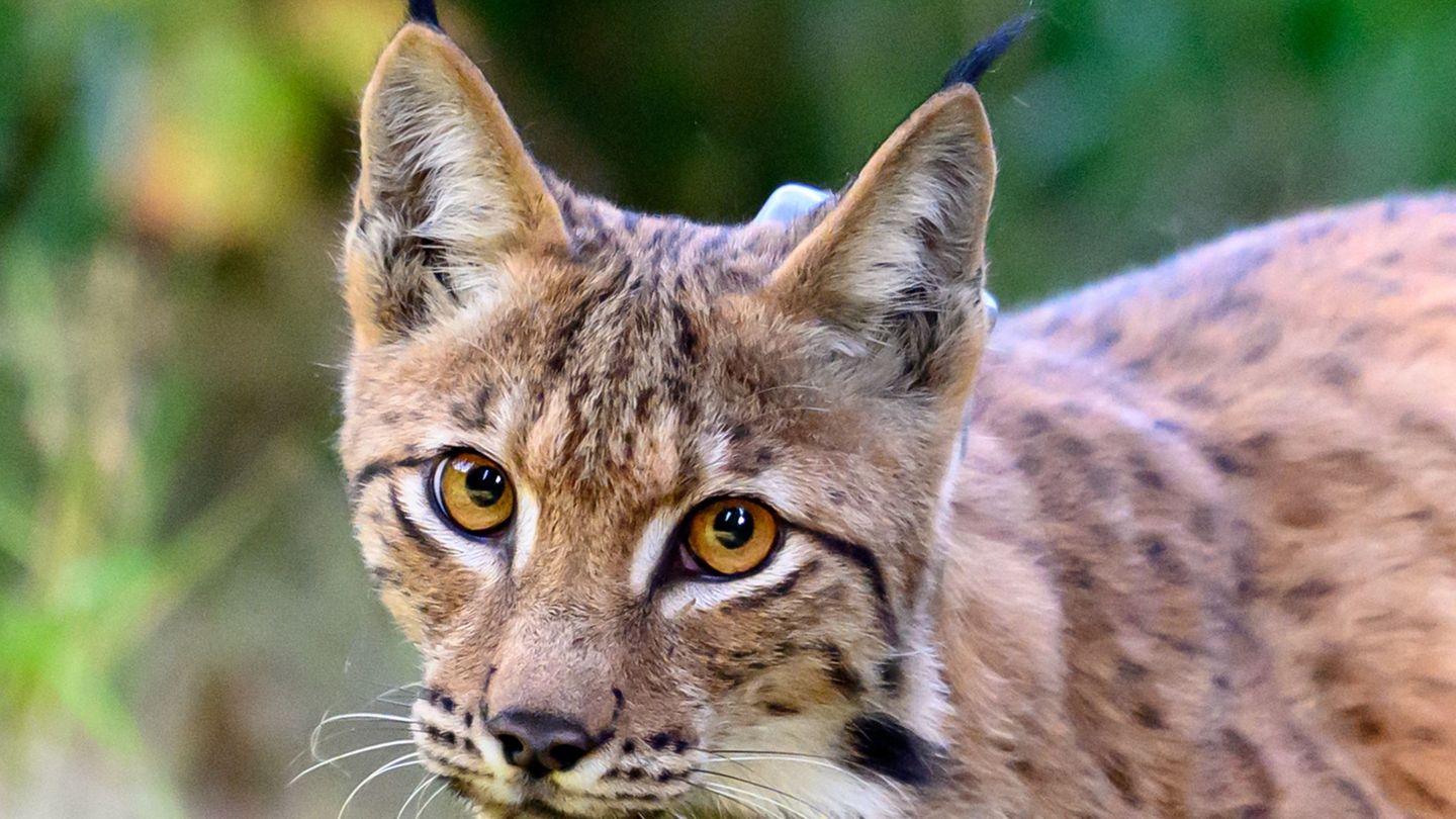Südharz: Fotofalle bestätigt Luchs-Nachwuchs