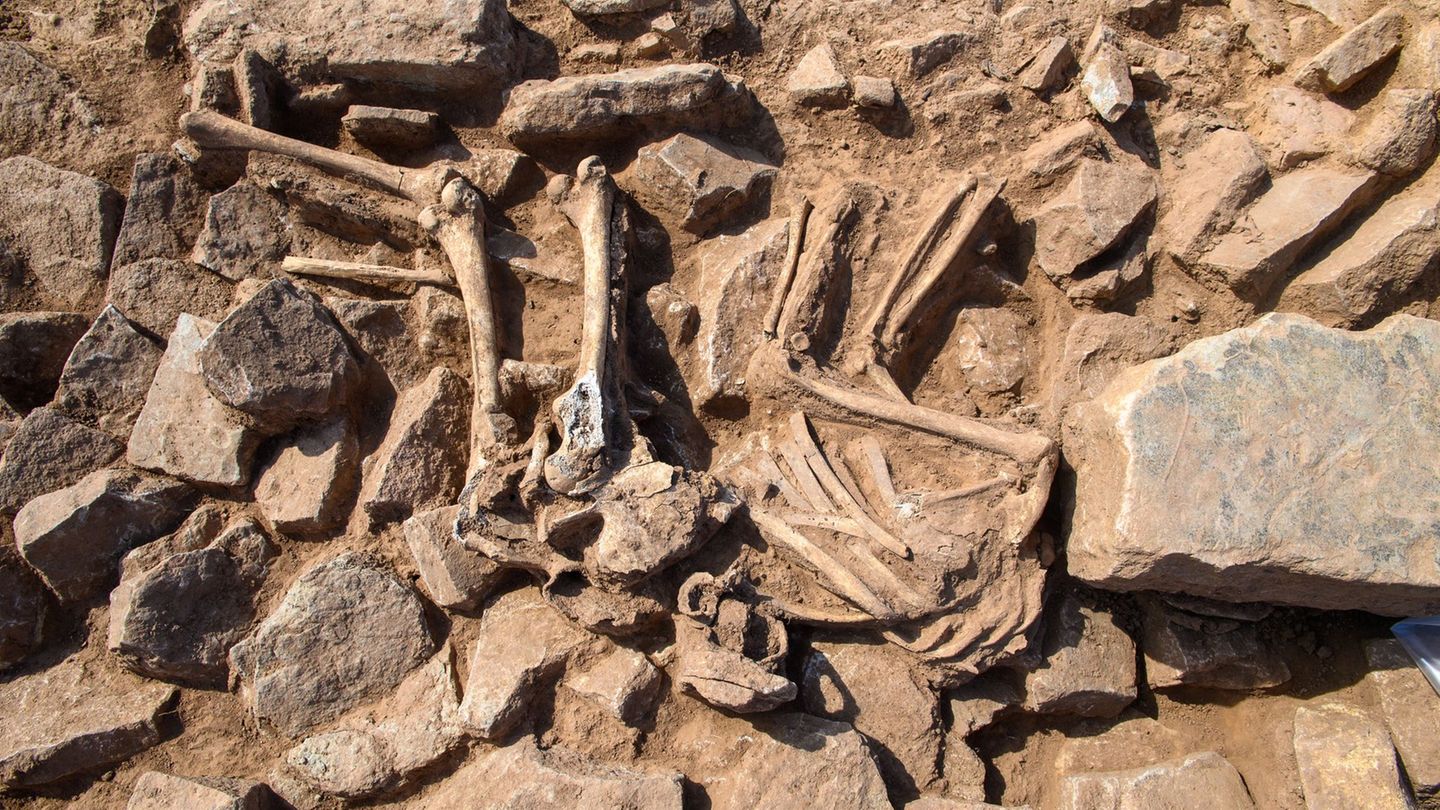 Archäologie: Archäologen erforschen ehemaliges Kloster Kaltenborn