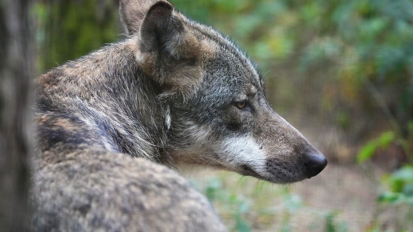 Streit um Raubtier: Schafzuchtverband: Brauchen keine Abschussquote für den Wolf
