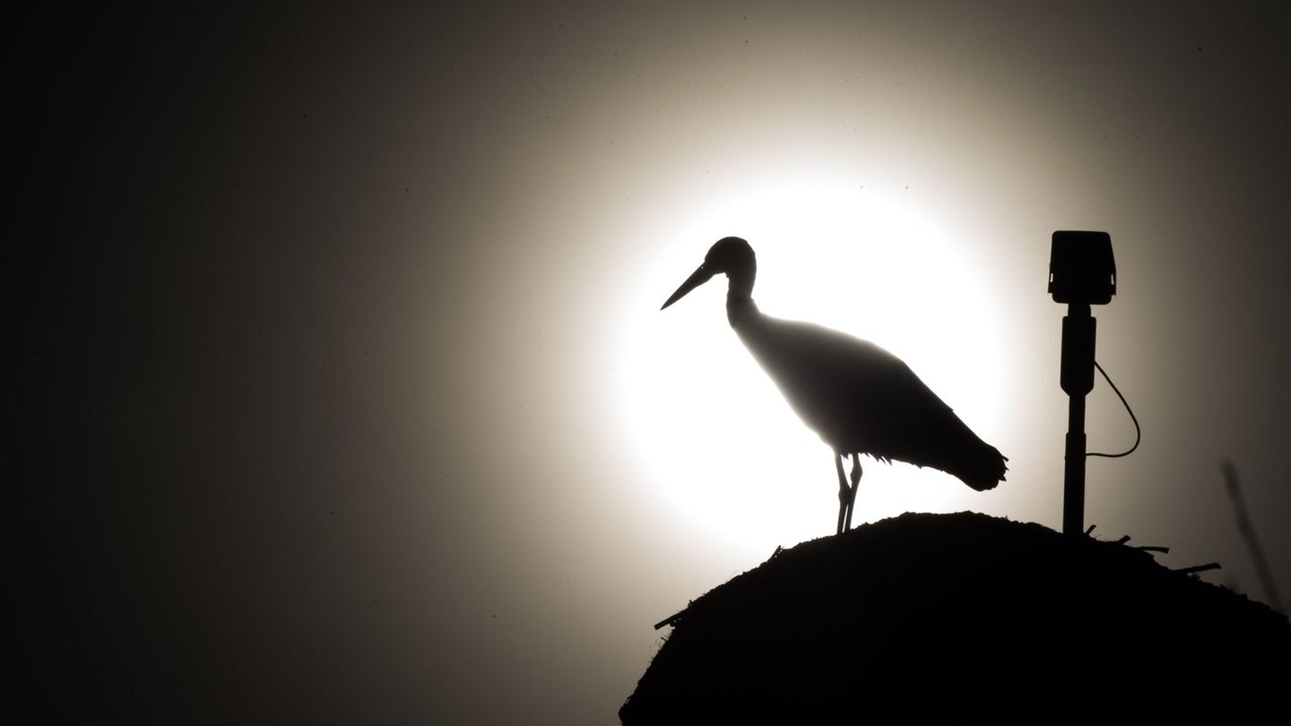 Klimawandel: Lange Pausen, kurze Strecken – Zugvögel nutzen milde Winter