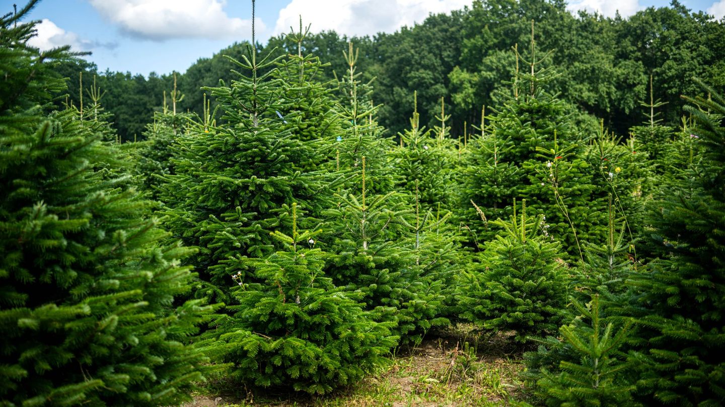 Gut drei Monate bis zum Fest: Weihnachtsbäume im Norden in gutem Zustand
