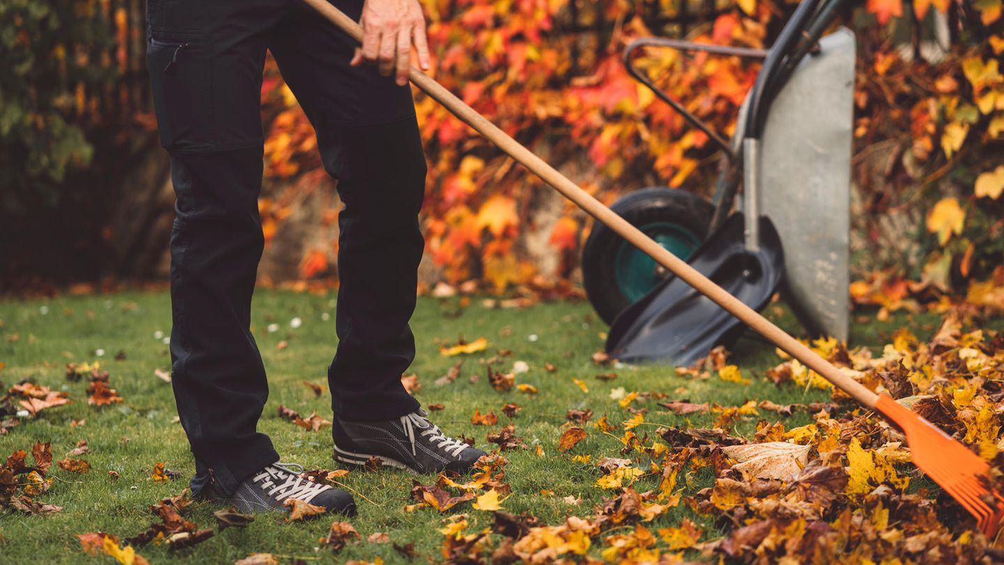 Tipps & Tools: Laub harken im Herbst: Muss das sein? Und wenn ja, wie geht es richtig?