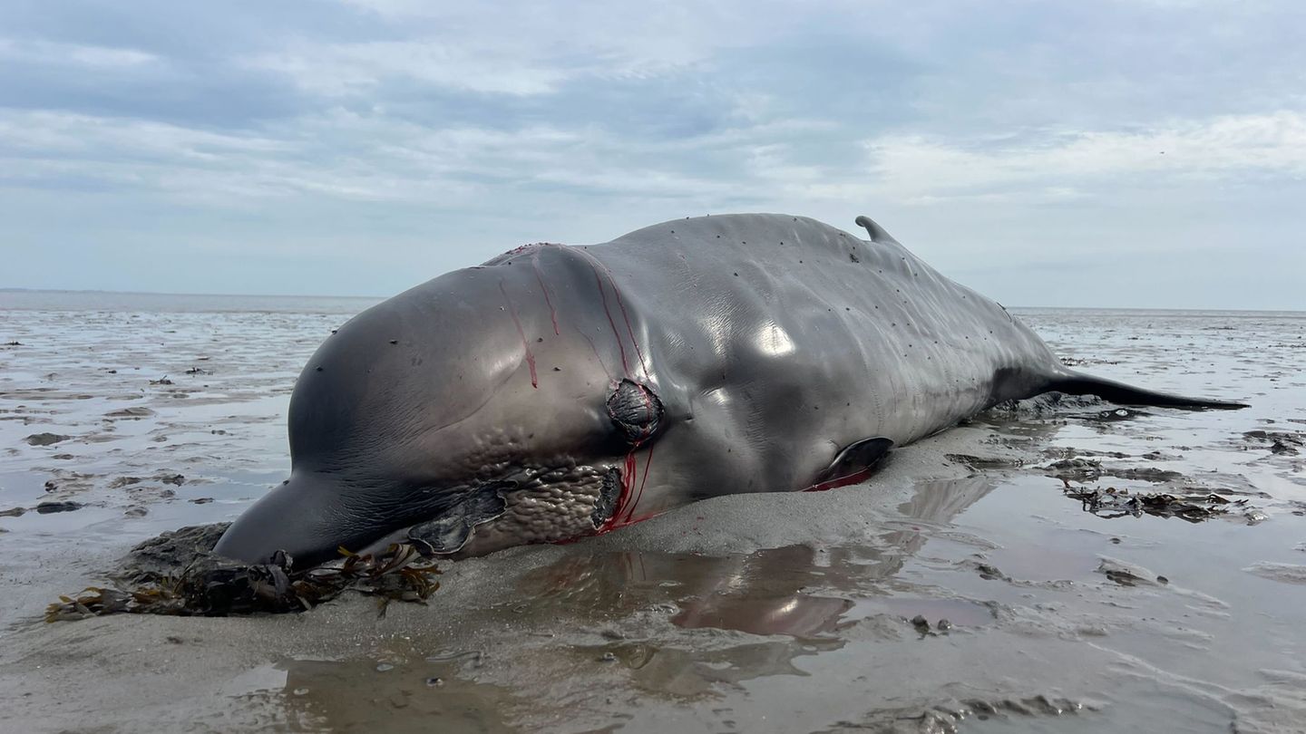 Nord- und Ostsee: Erschossener Wal auf Sylt: Warum so viele Meeressäuger sterben